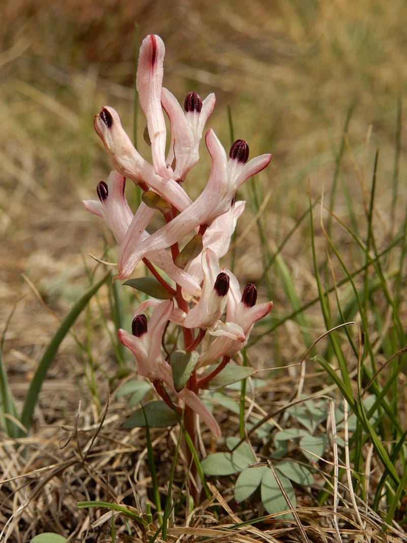 Image of Corydalis schanginii specimen.