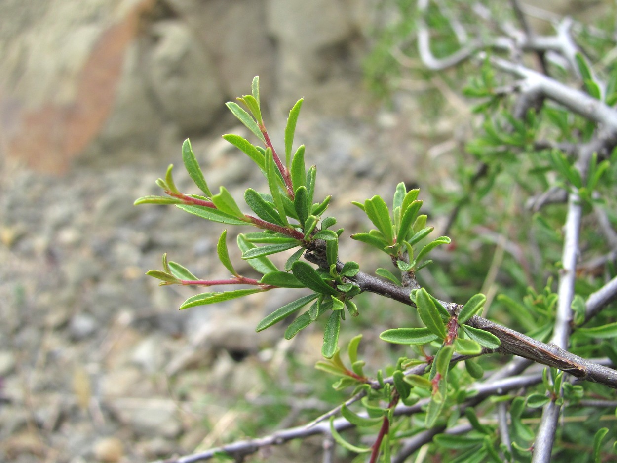 Image of Rhamnus tortuosa specimen.