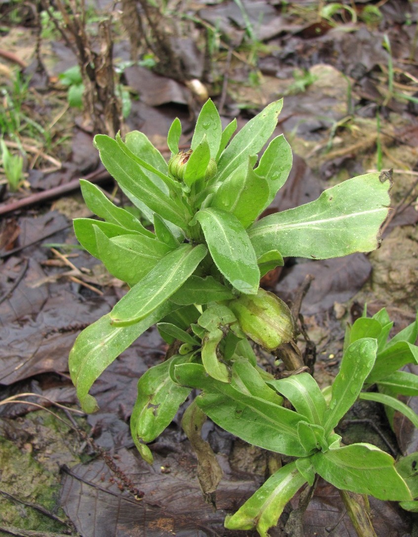 Image of Calendula officinalis specimen.