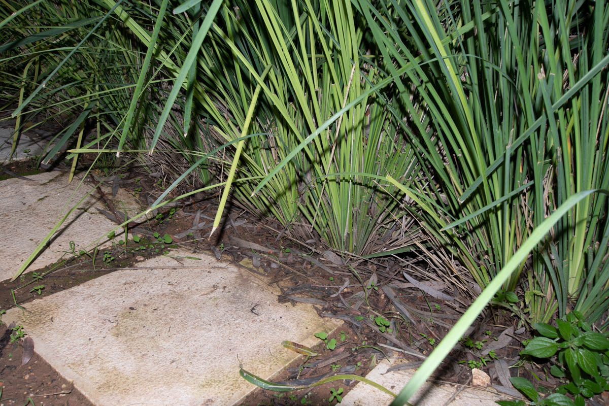 Изображение особи Lomandra longifolia.