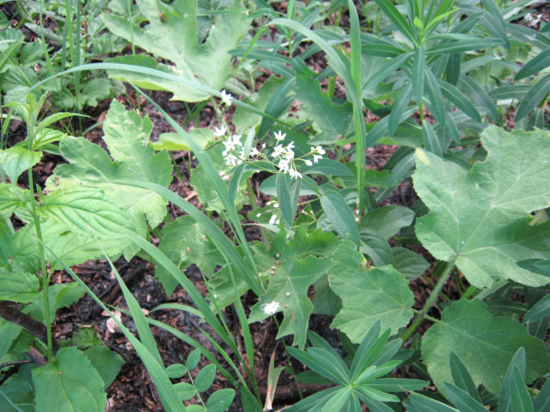 Image of Vincetoxicum hirundinaria specimen.