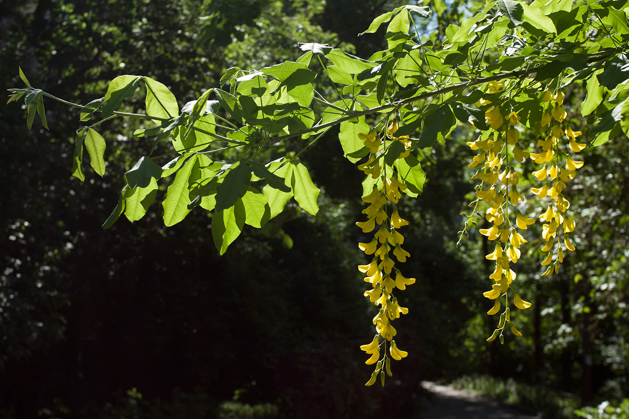 Image of Laburnum anagyroides specimen.