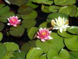 Nymphaea × marliacea