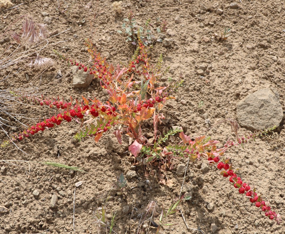 Image of Blitum virgatum specimen.