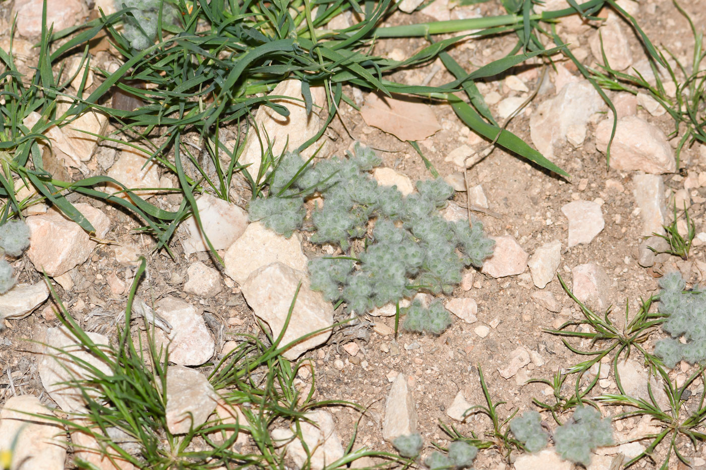 Image of Lasiopogon muscoides specimen.