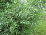Смотреть изображение Amygdalus nana