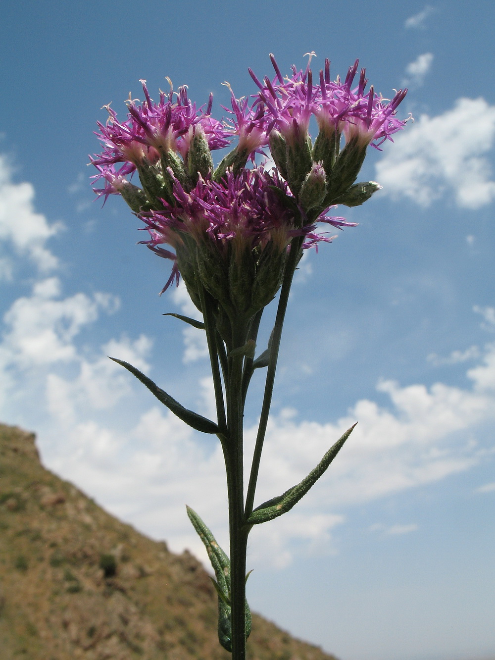 Image of Saussurea elegans specimen.