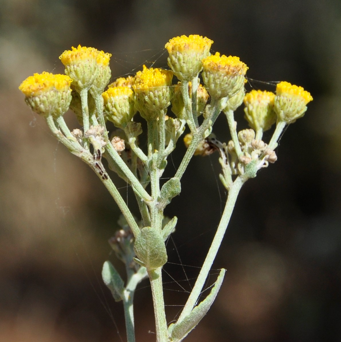 Image of Pyrethrum majus specimen.