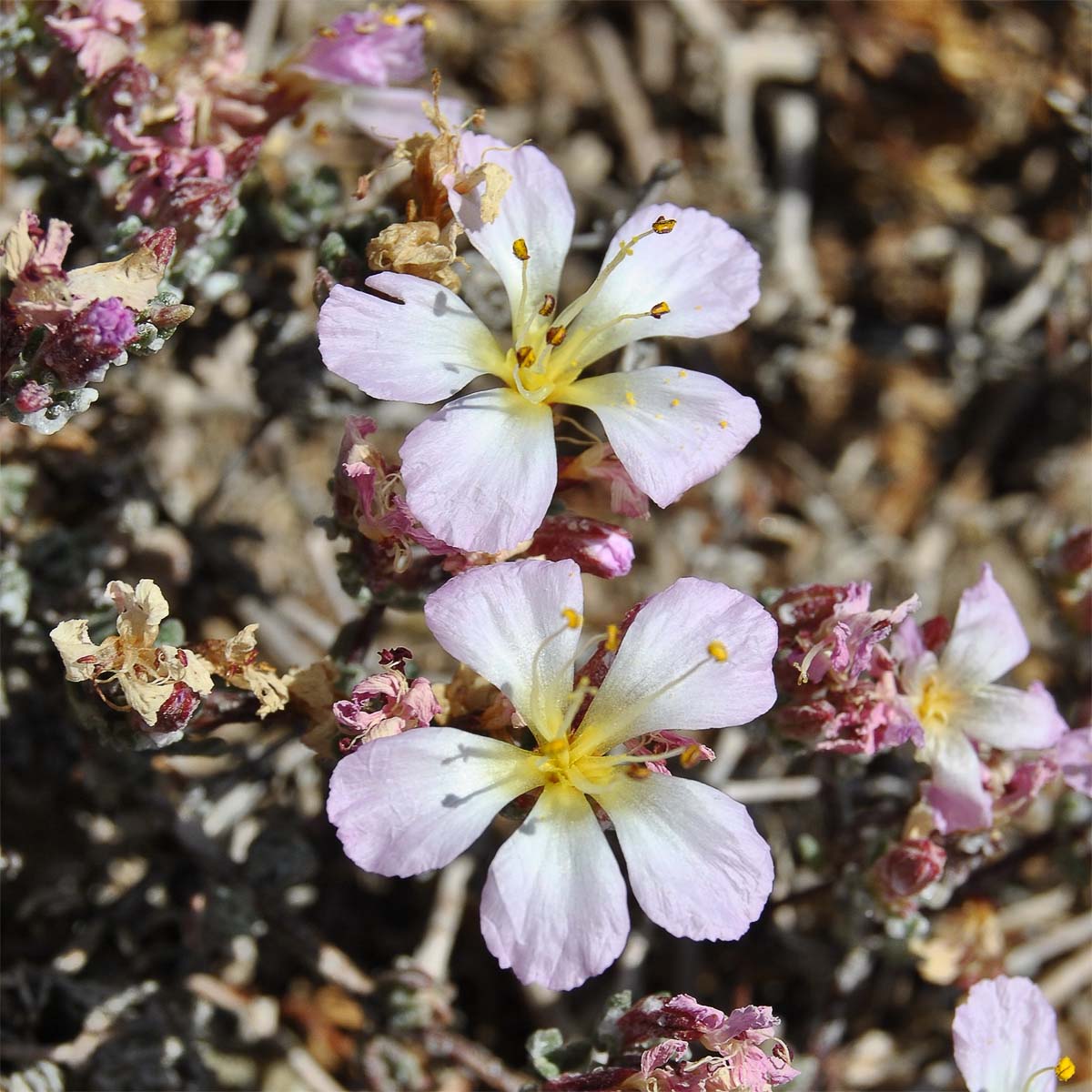 Image of Frankenia chilensis specimen.