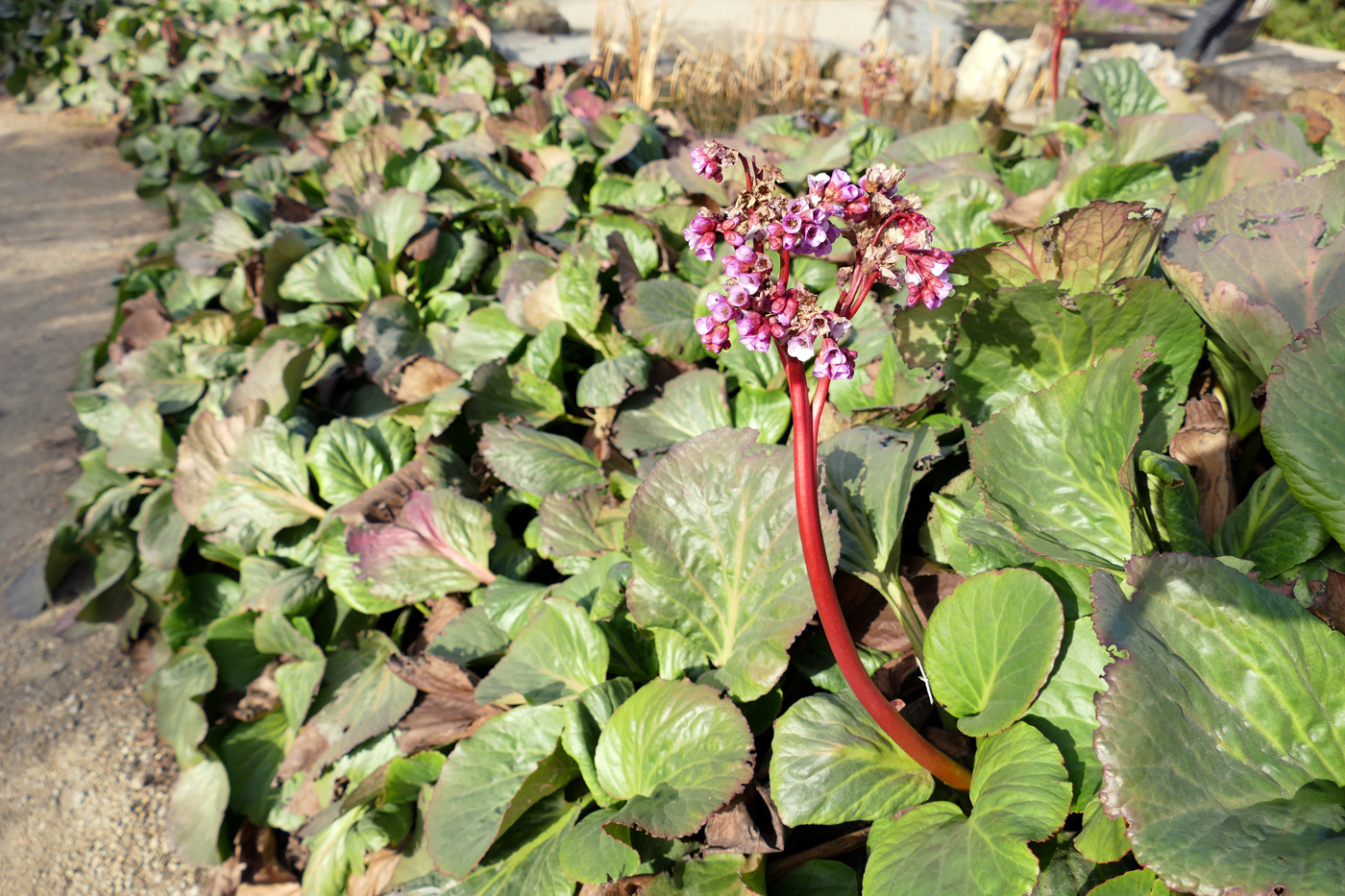 Изображение особи Bergenia crassifolia.