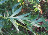 Artemisia vulgaris