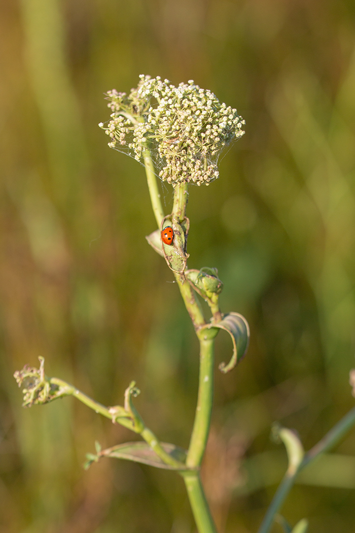 Изображение особи Macroselinum latifolium.