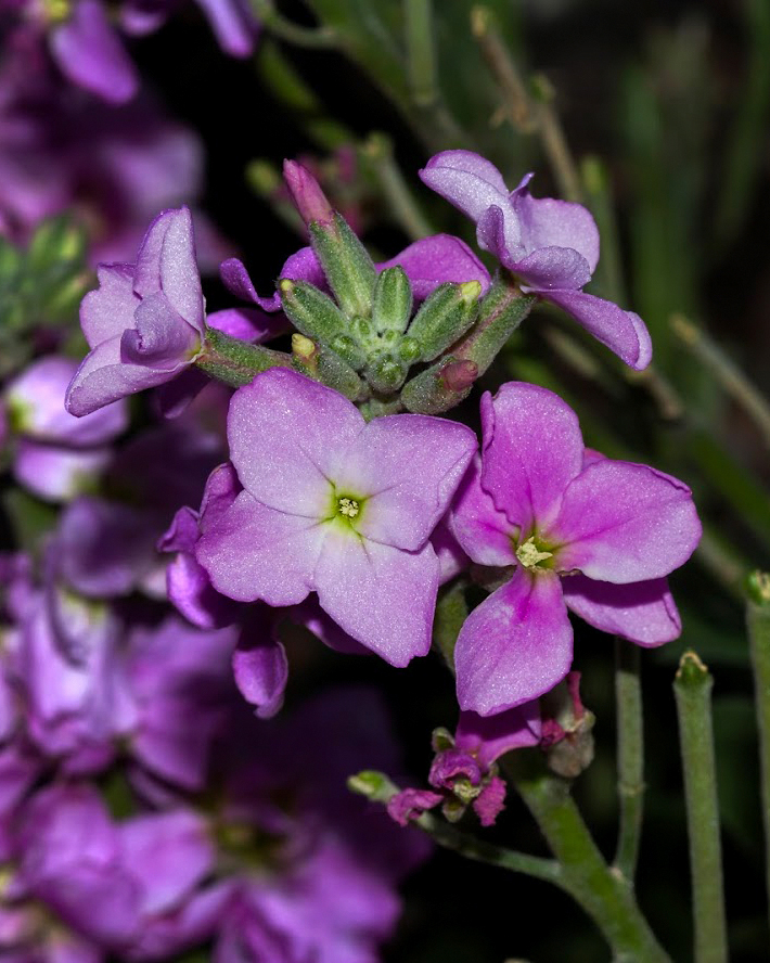 Image of Matthiola incana specimen.