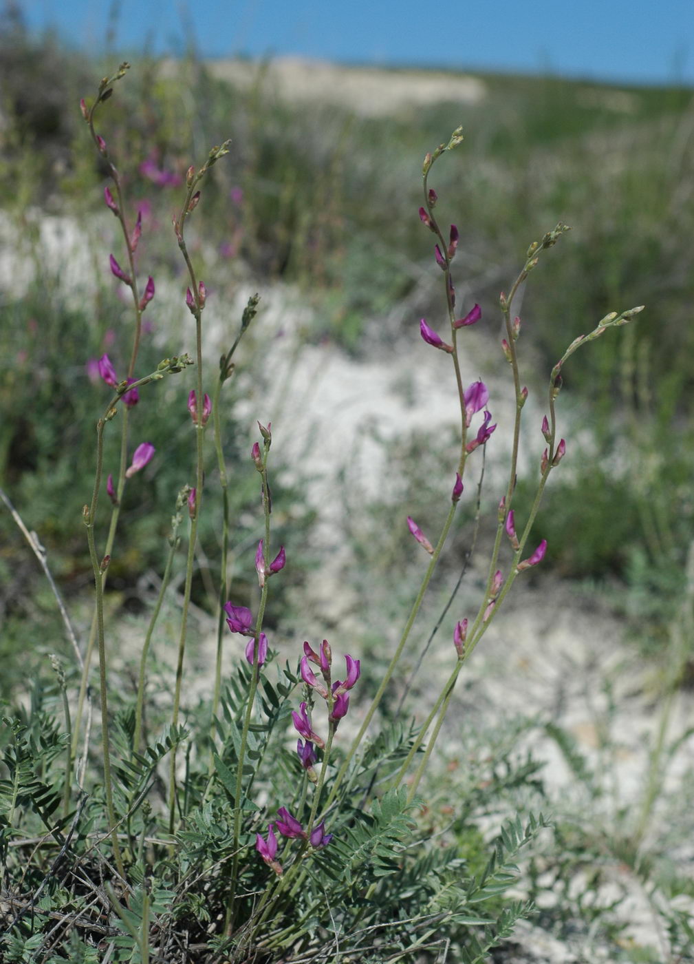 Изображение особи Oxytropis gebleriana.