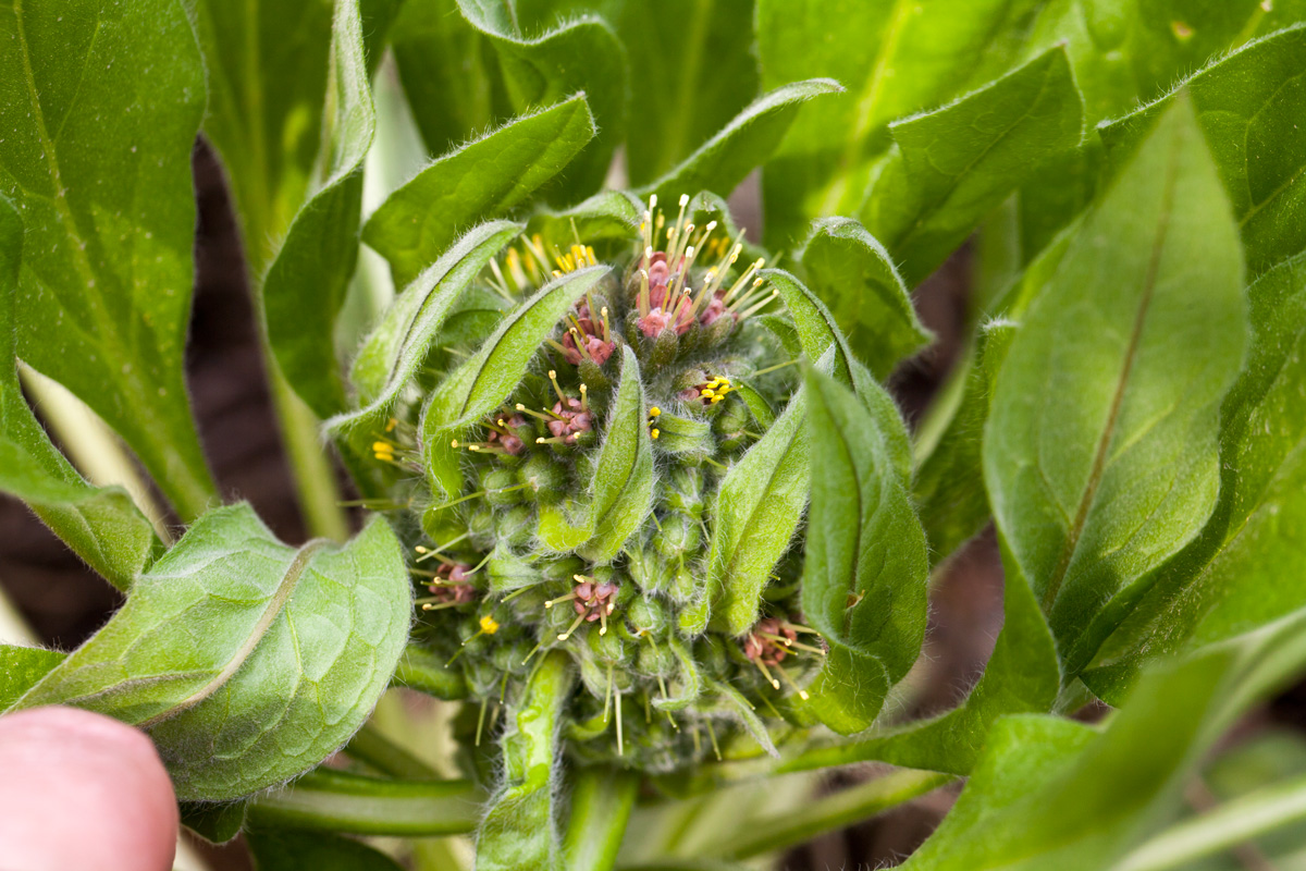 Image of Solenanthus biebersteinii specimen.