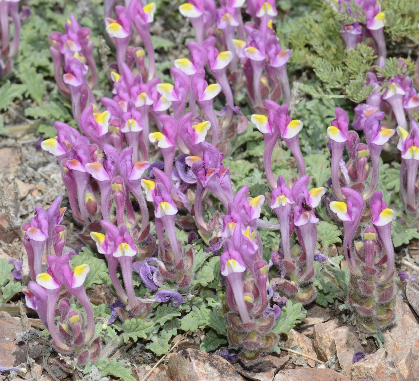 Изображение особи Scutellaria turgaica.