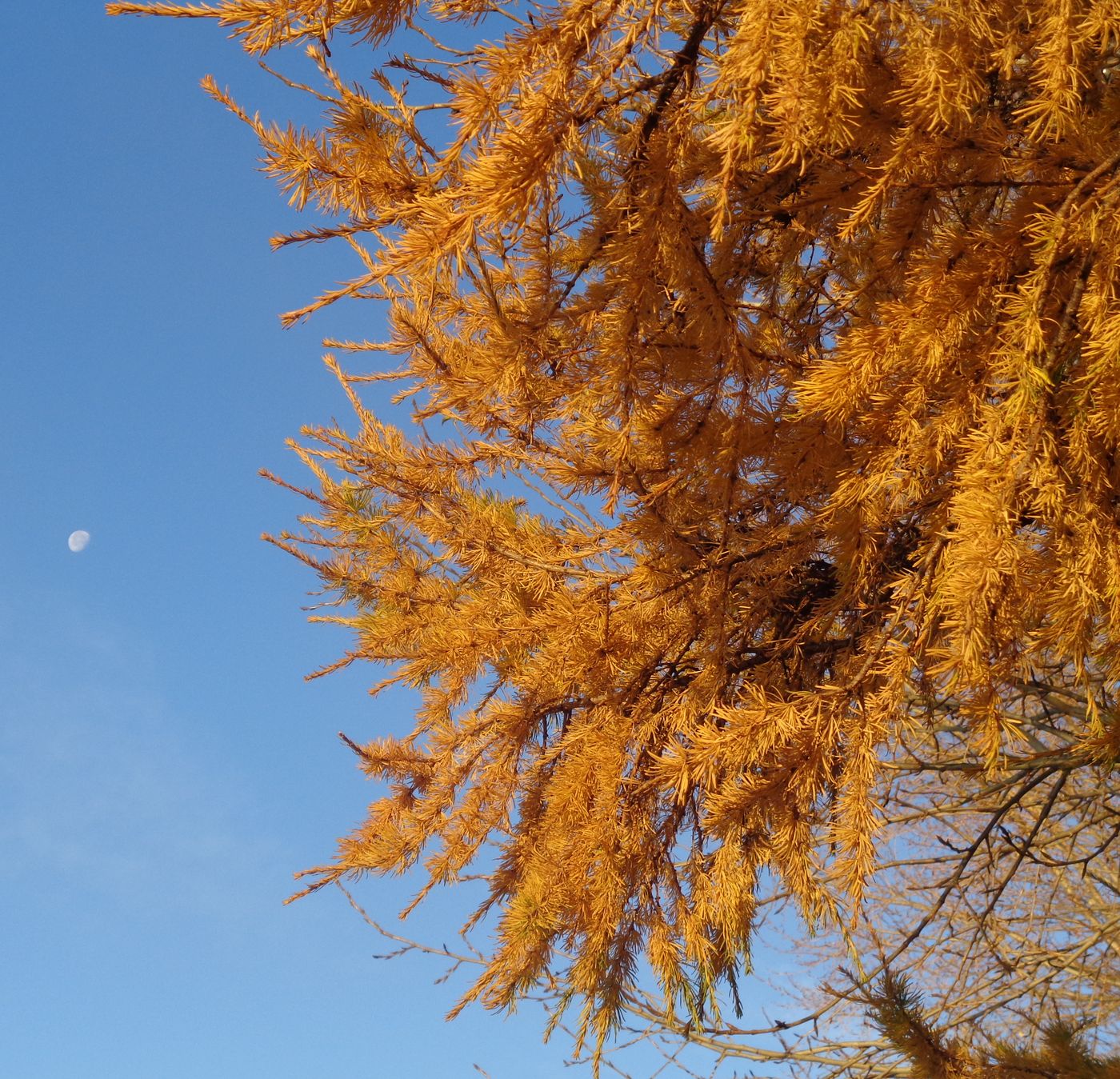 Image of genus Larix specimen.