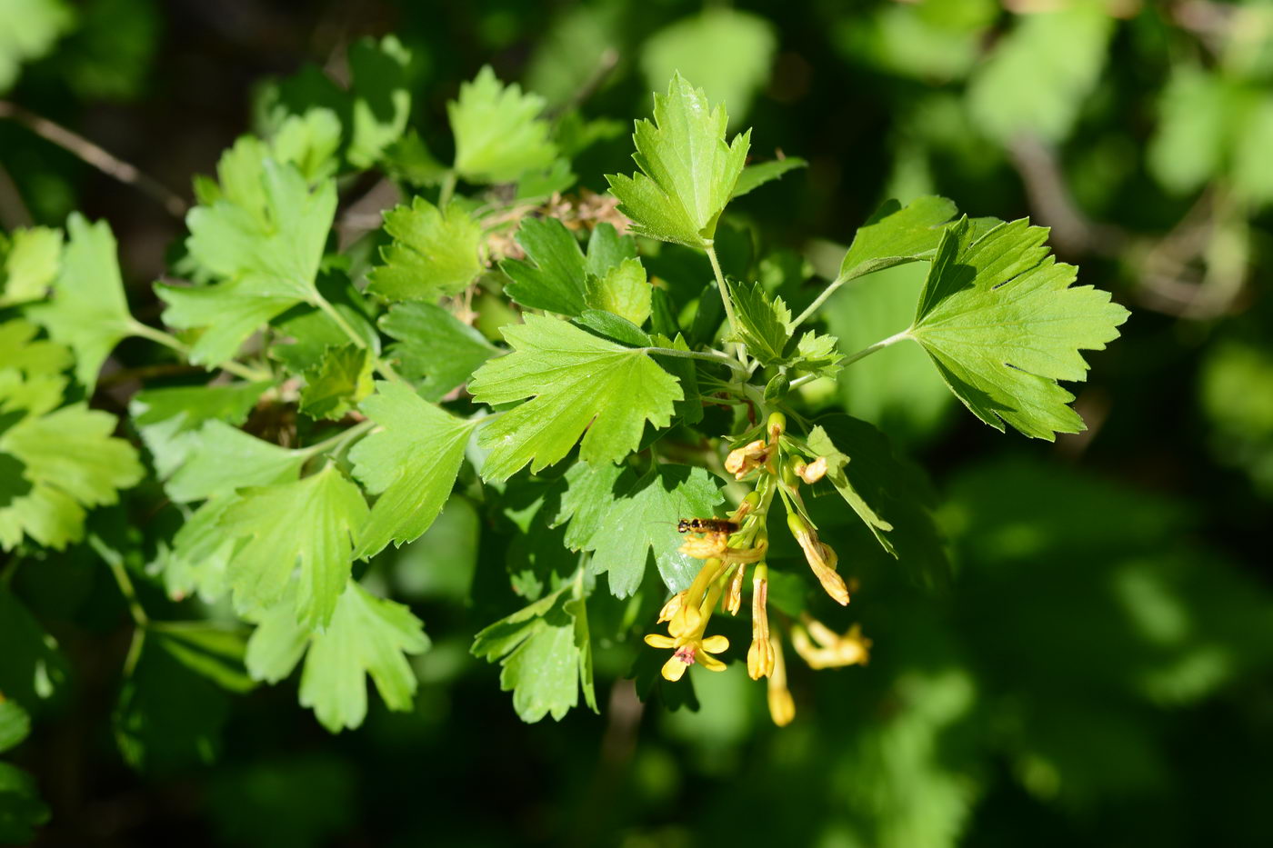 Изображение особи Ribes aureum.