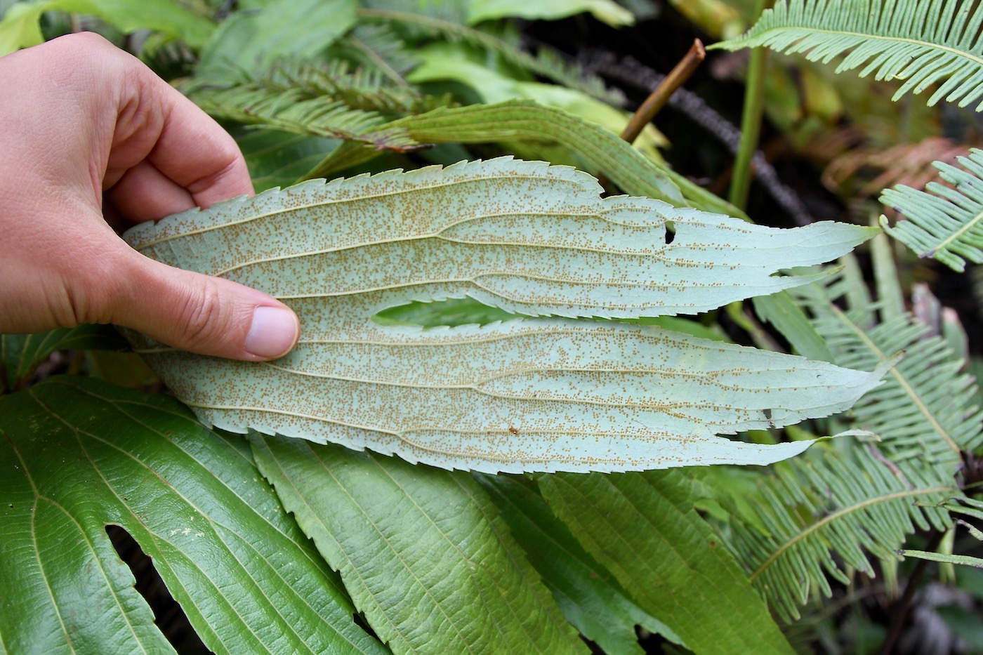 Изображение особи Dipteris conjugata.