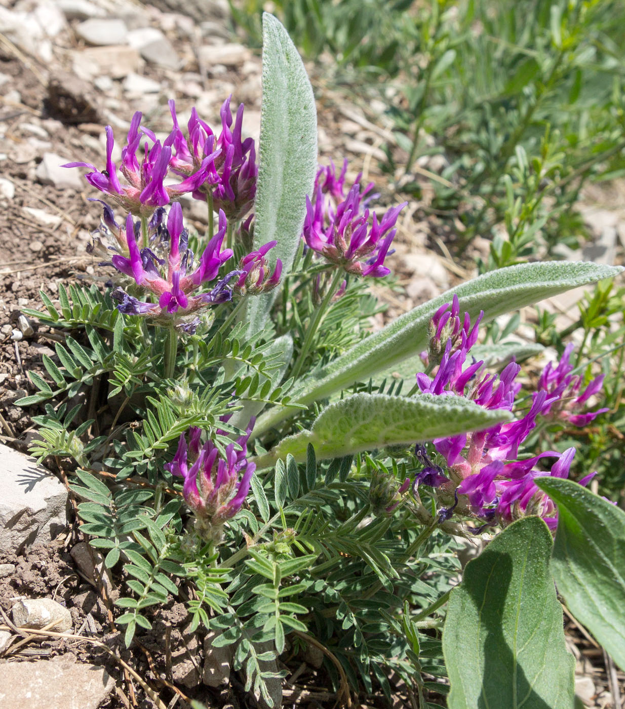 Image of Astragalus onobrychis specimen.