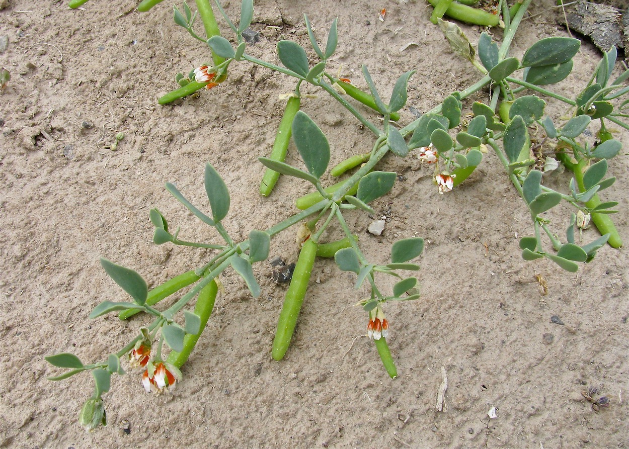 Image of Zygophyllum obliquum specimen.