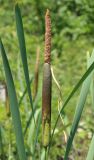 genus Typha. Соплодие и верхушки листьев. Крым, окр. с. Зеленогорье, ущ. р. Пананьян-Узень, пойма, в воде. 5 июля 2020 г.