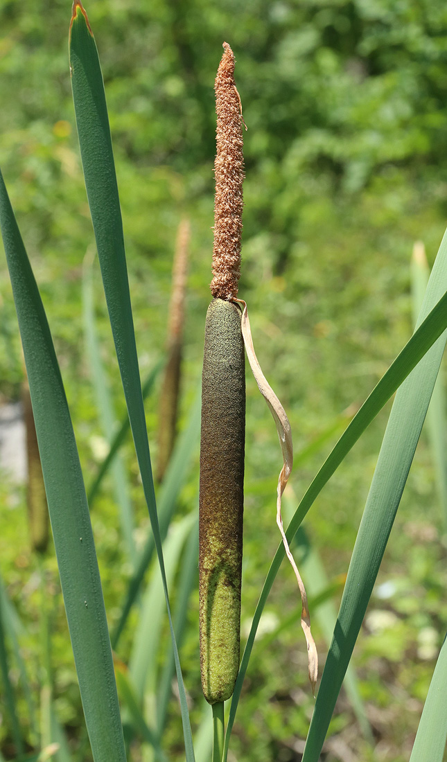 Image of genus Typha specimen.