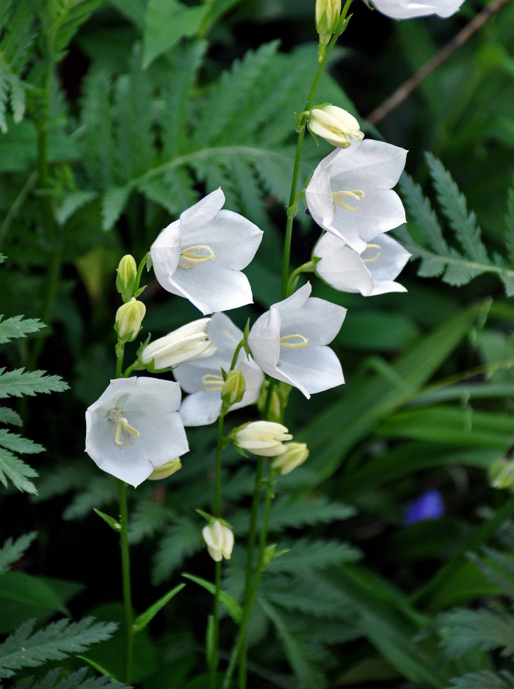 Изображение особи Campanula persicifolia.