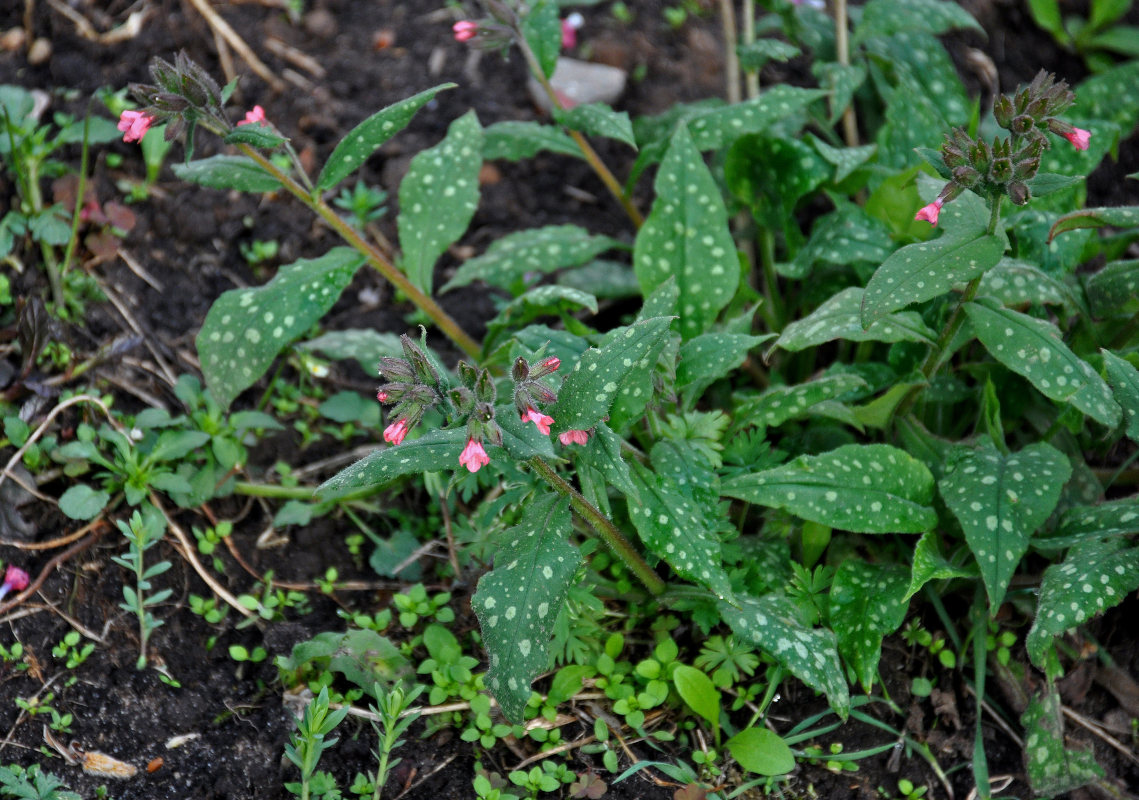 Изображение особи Pulmonaria saccharata.