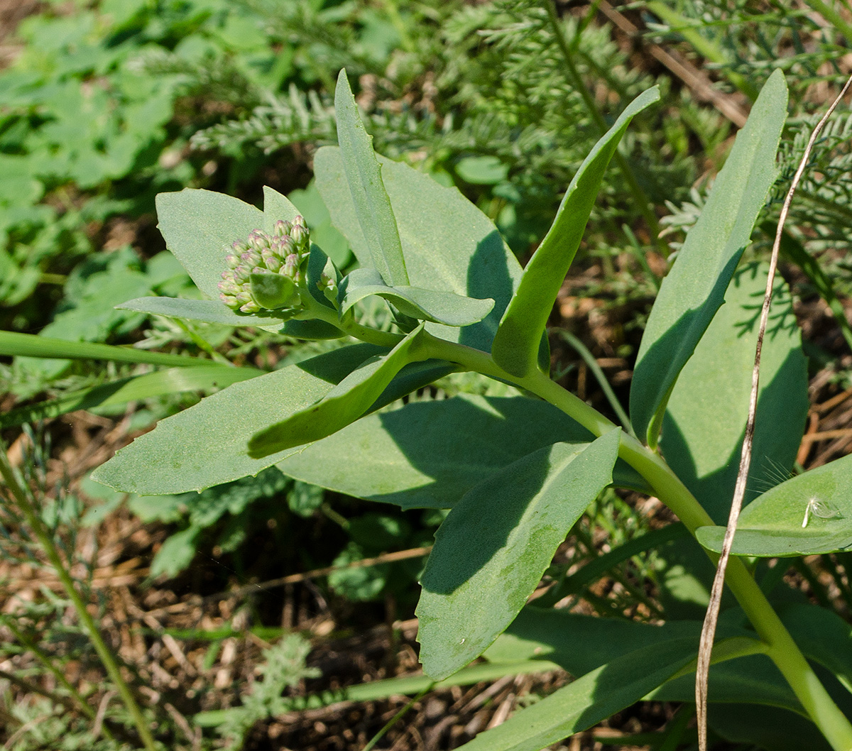 Изображение особи Hylotelephium triphyllum.