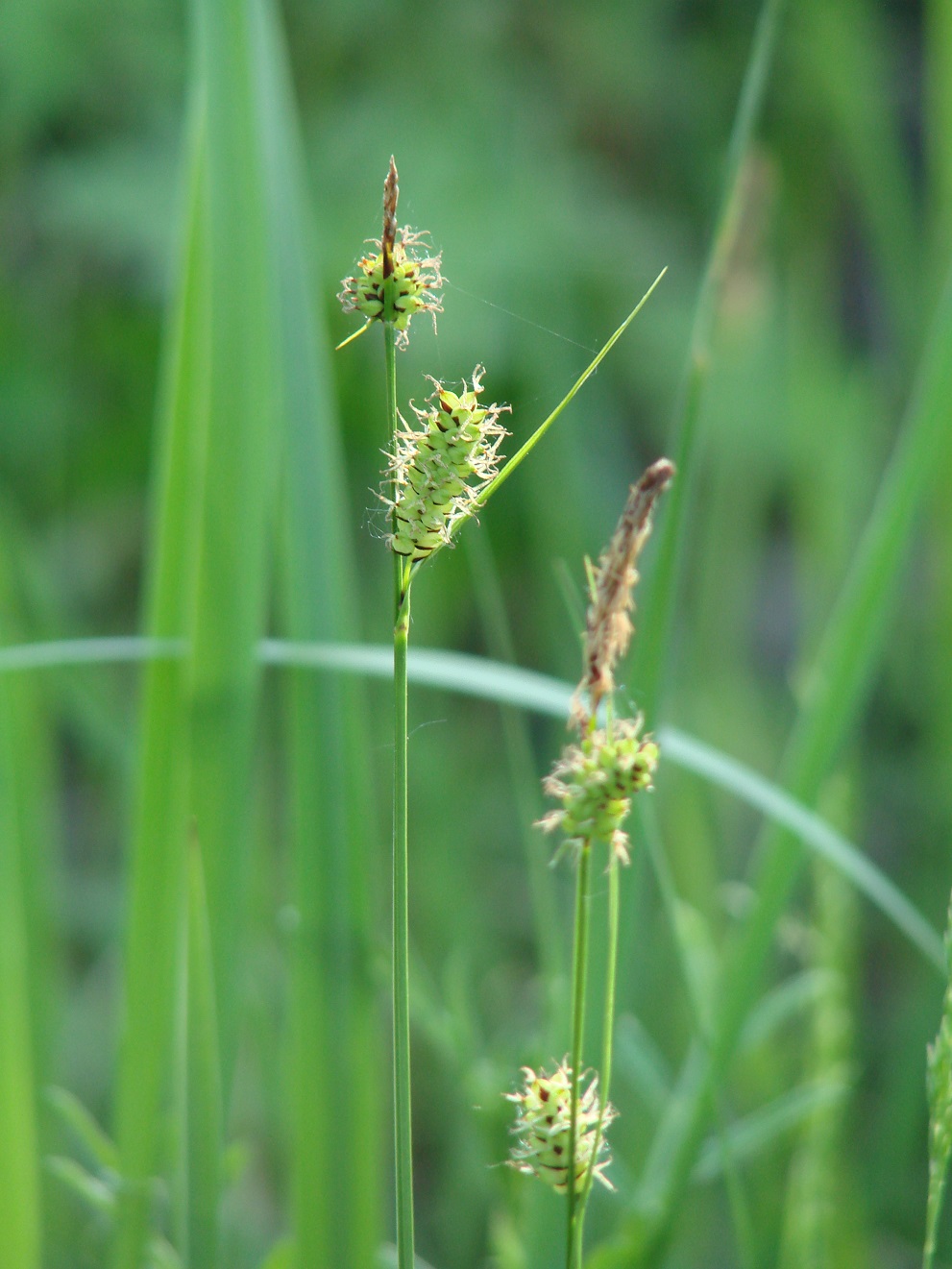 Image of genus Carex specimen.