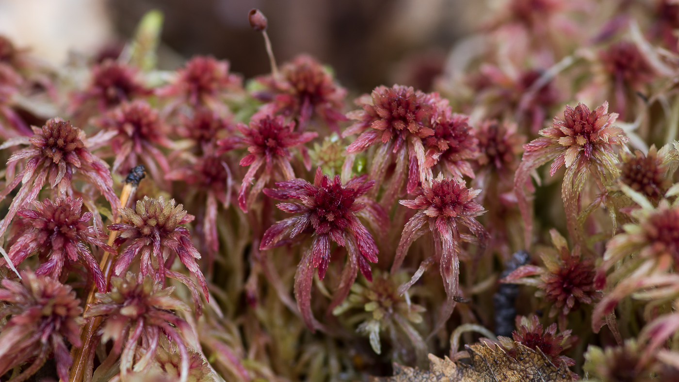 Изображение особи род Sphagnum.