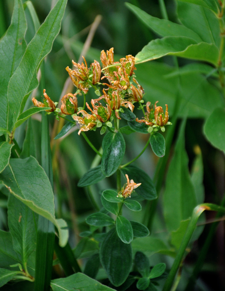 Image of Hypericum maculatum specimen.