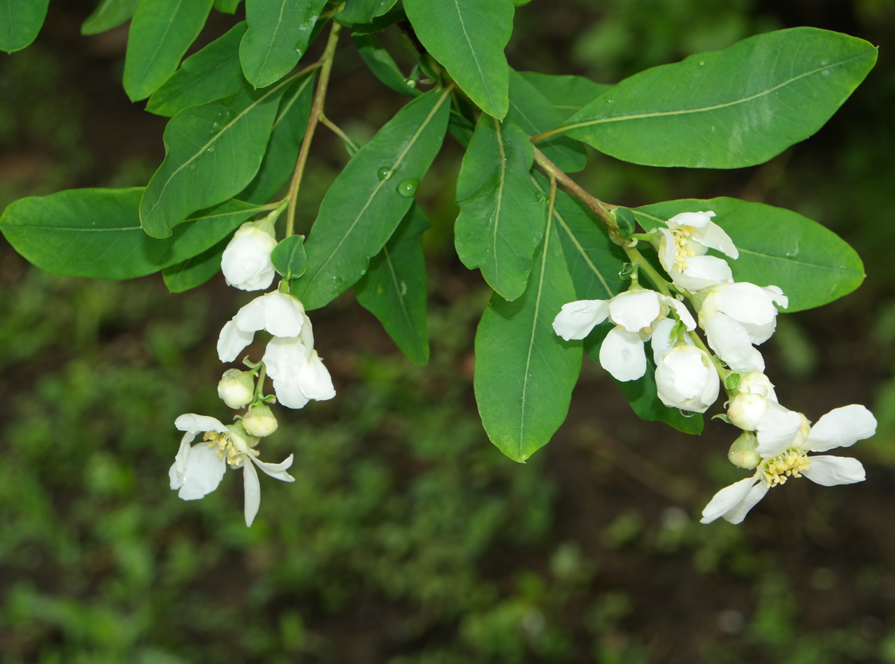 Image of genus Exochorda specimen.