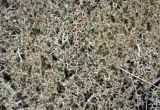 genus Cladonia. Верхушки талломов. Башкирия, Учалинский р-н, хребет Нурали, ≈ 700 м н.у.м., степной склон. 22.07.2020.