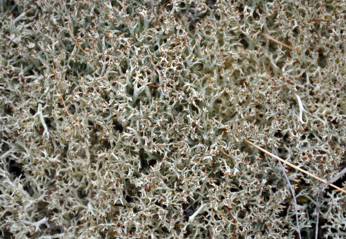 Image of genus Cladonia specimen.