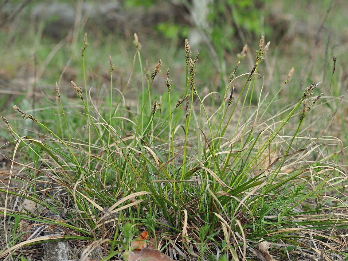 Image of Carex ericetorum specimen.