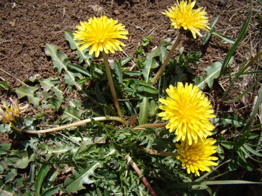 Image of genus Taraxacum specimen.