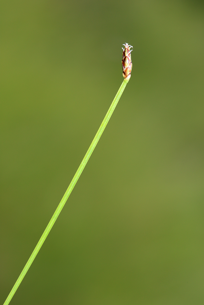 Image of Eleocharis wichurae specimen.