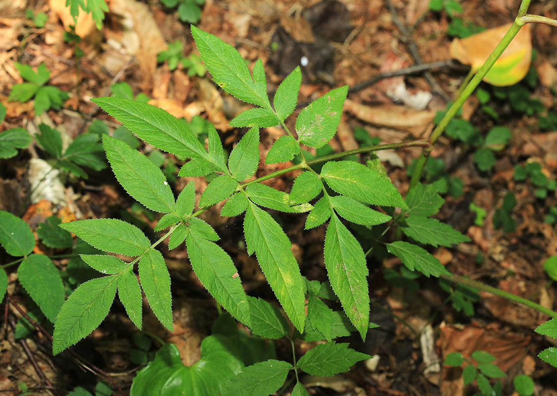 Image of Angelica czernaevia specimen.