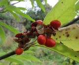 Смотреть изображение Magnolia salicifolia