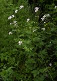 Cardamine macrophylla