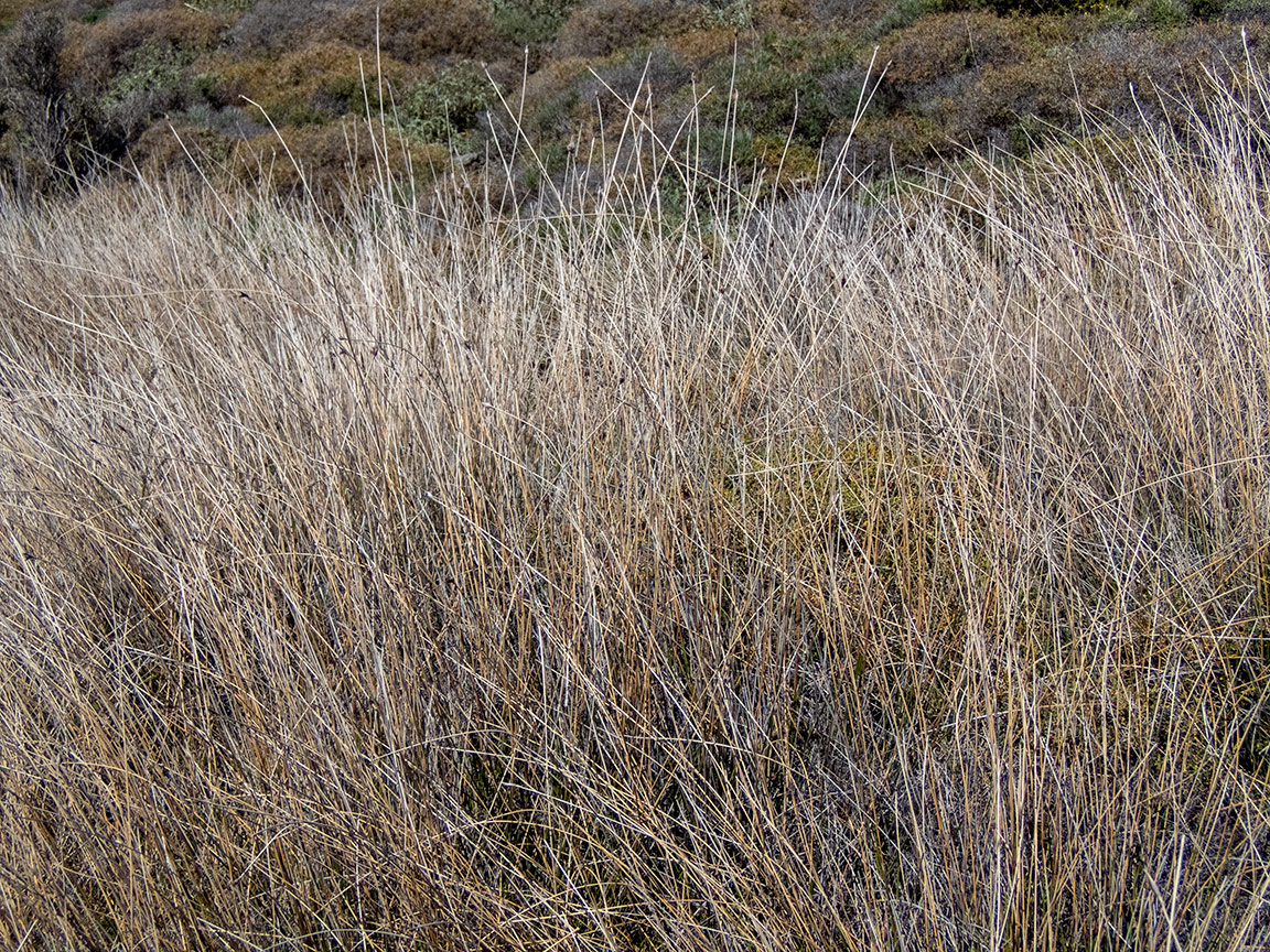 Изображение особи род Juncus.