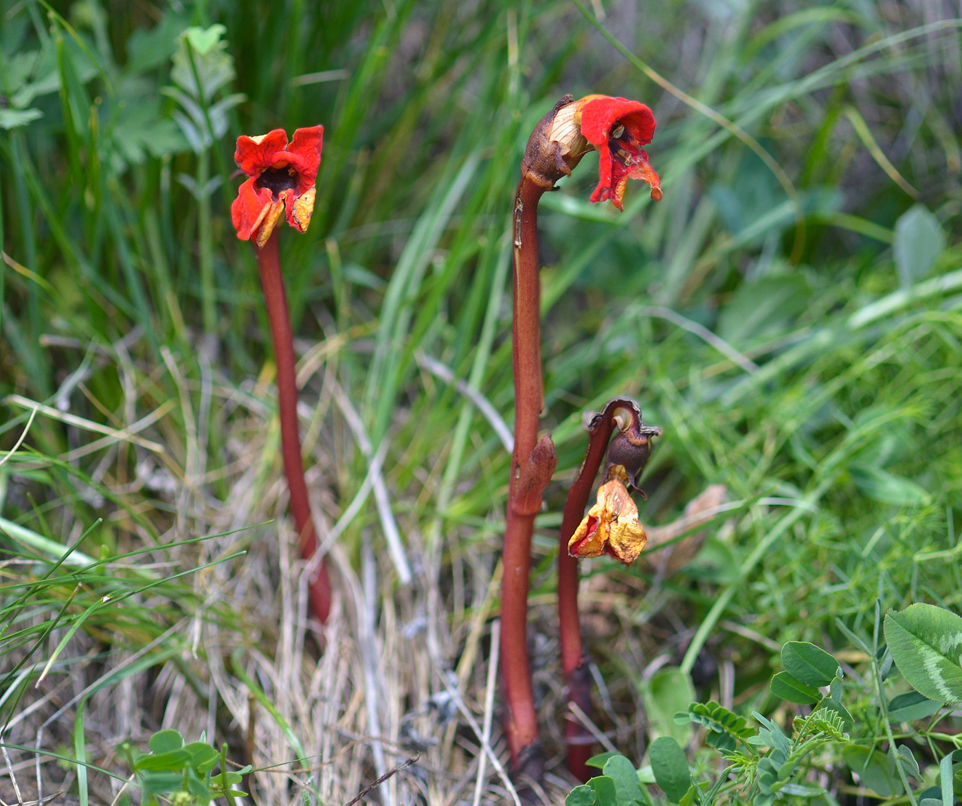 Image of Phelypaea coccinea specimen.