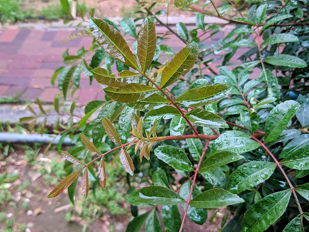 Изображение особи Schinus terebinthifolia.