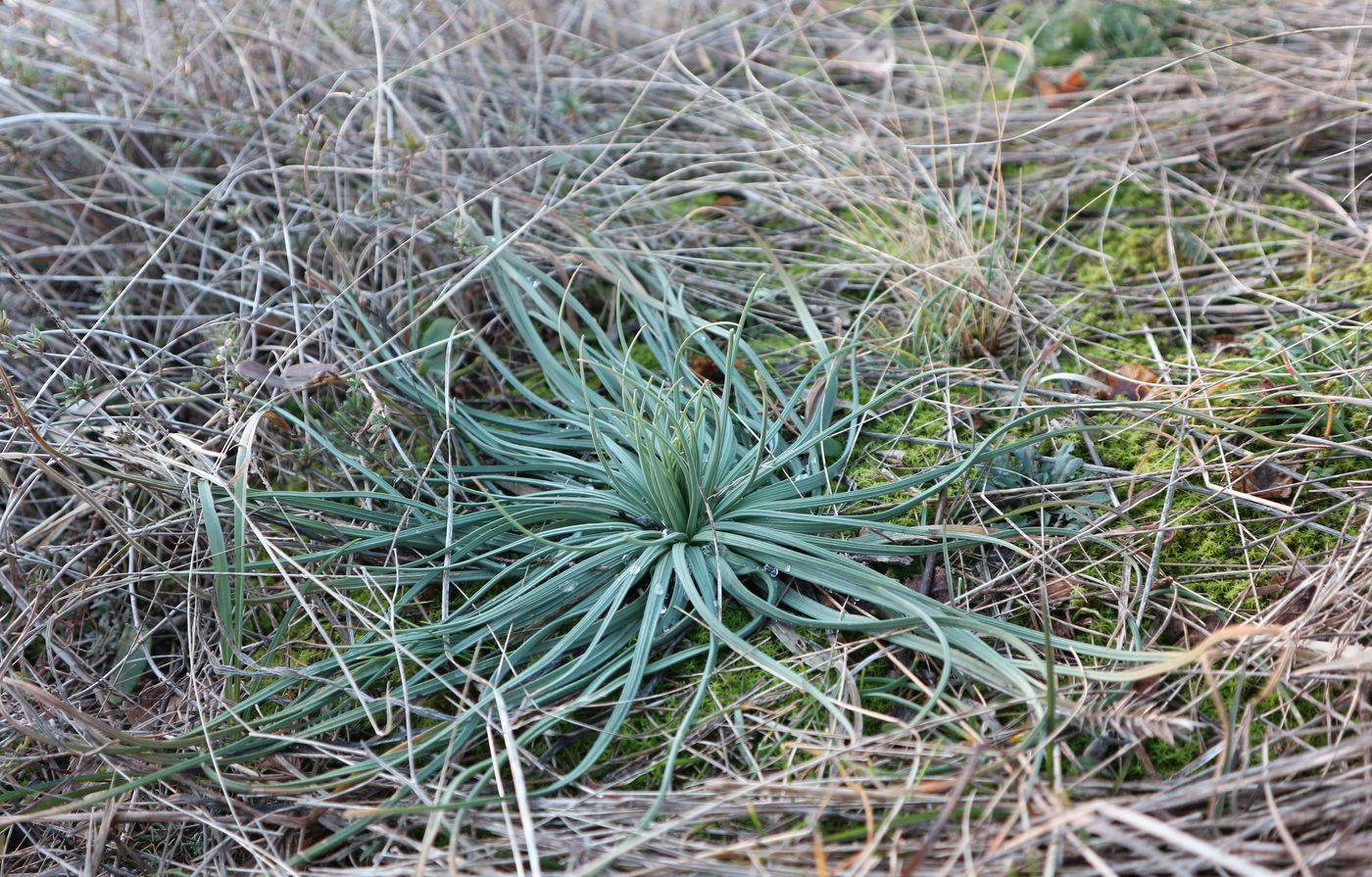 Изображение особи Asphodeline lutea.