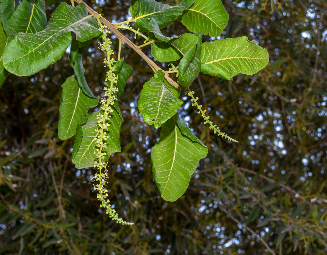 Изображение особи Pappea capensis.