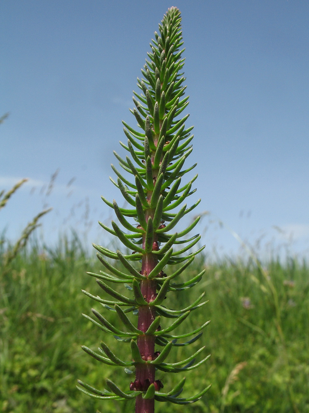 Изображение особи Hippuris vulgaris.