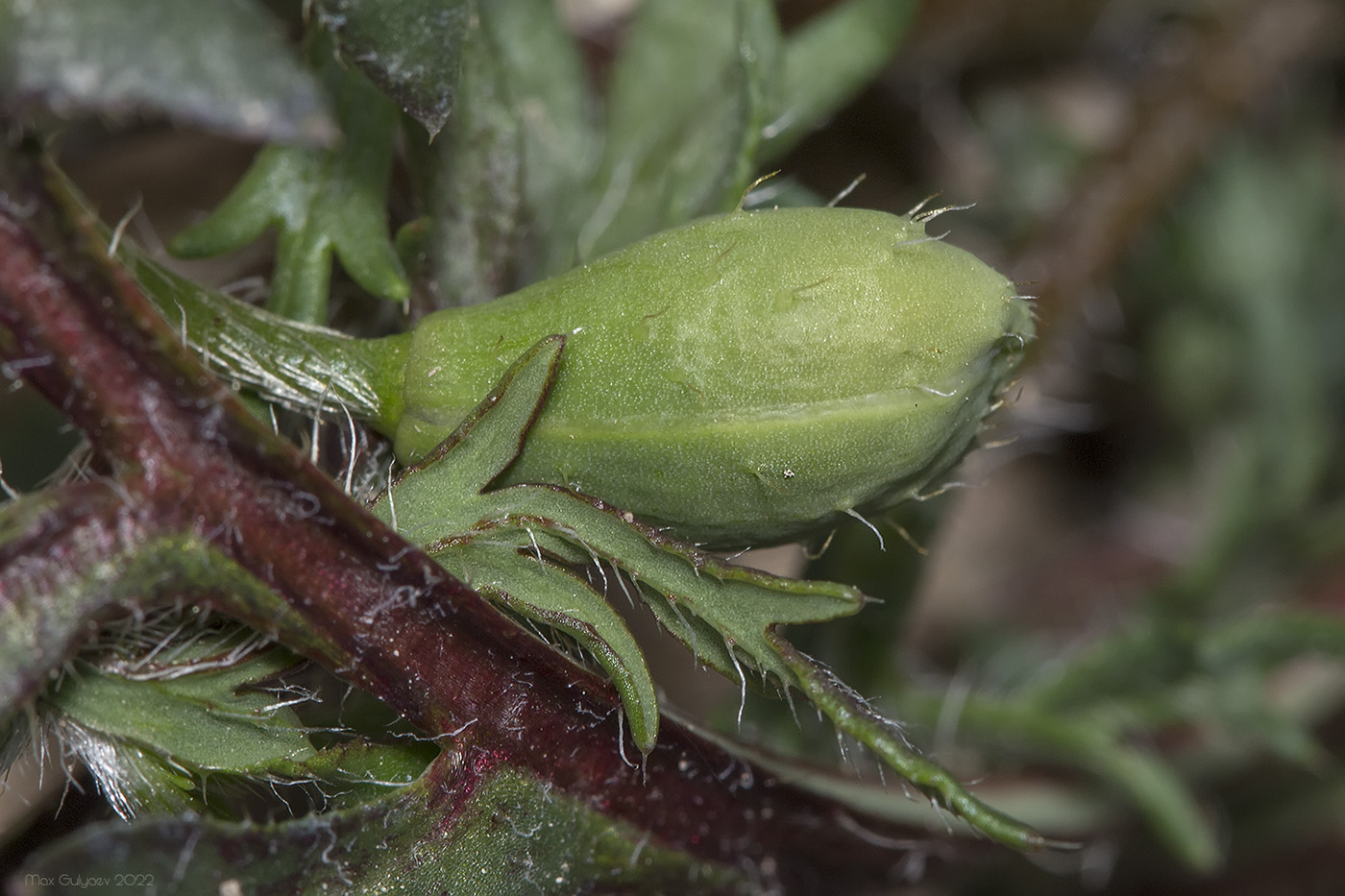 Image of familia Papaveraceae specimen.