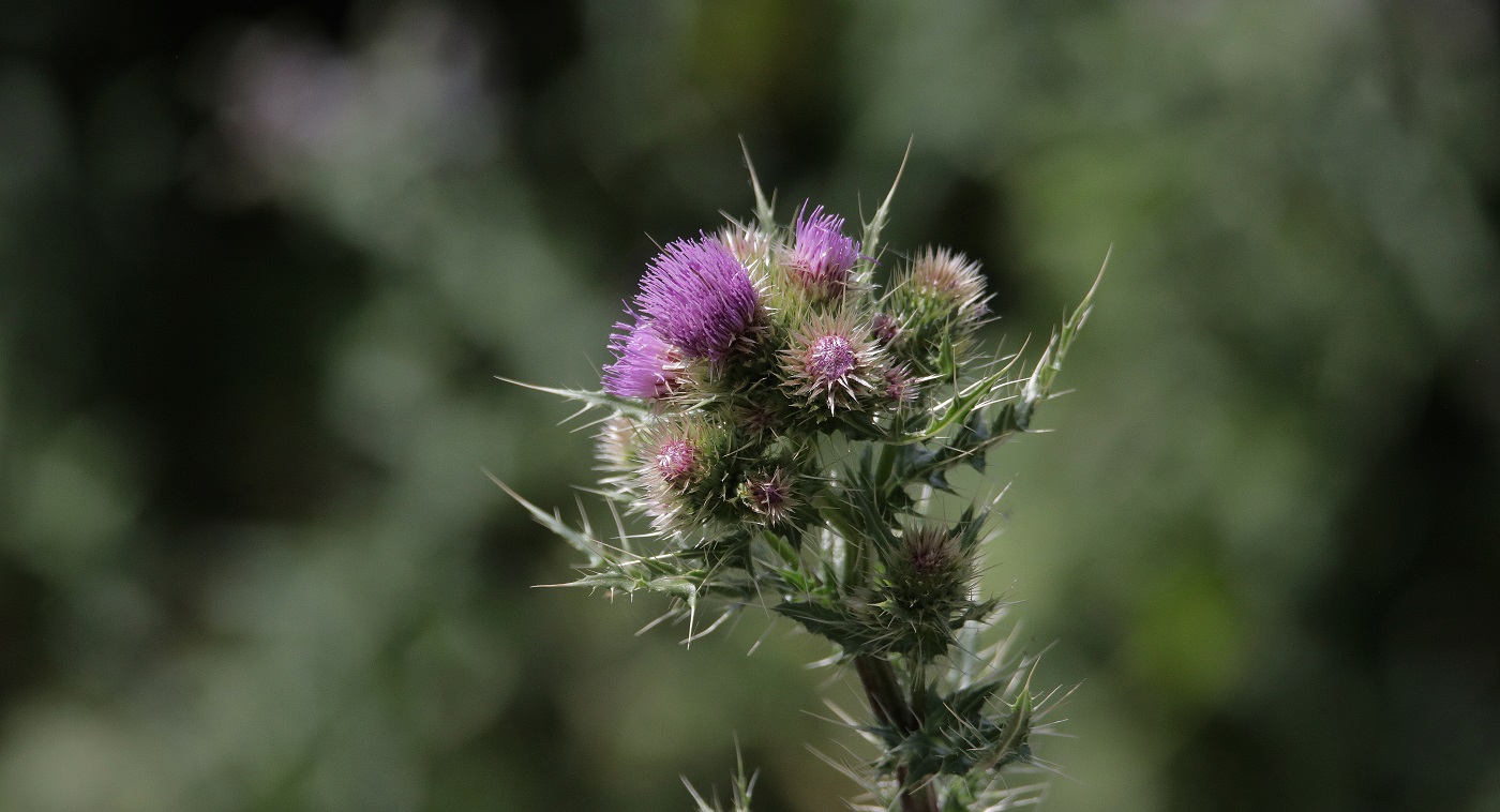 Изображение особи Cirsium polyacanthum.